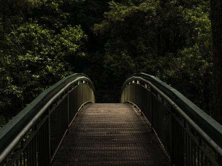 bridge in a forest