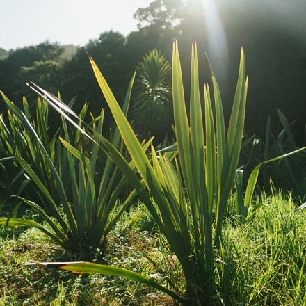 Multiple harakeke/flax plants growing in area