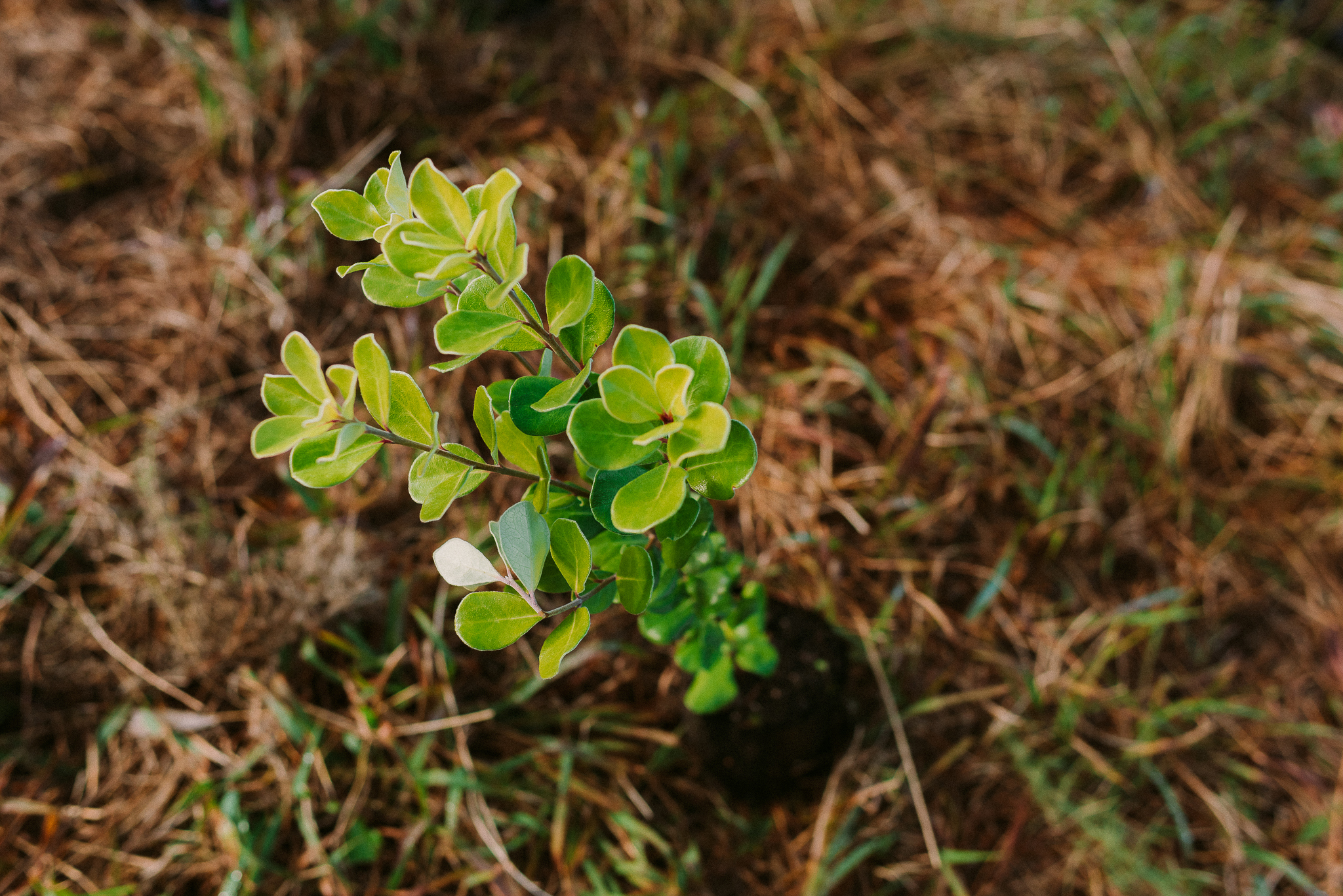 Close up image of seedling freshly planted