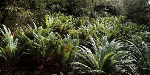 Ferns in native bush