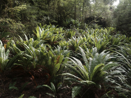 Ferns in native bush