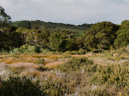 Wetland habitat with large trees in background
