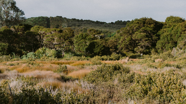 Wetland habitat with large trees in background