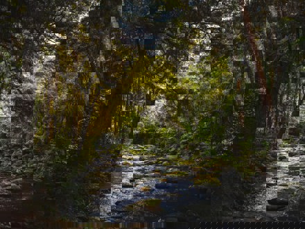 Stream with rocks in it and large trees alongside either side 