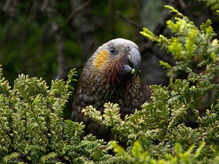 Kaka/native parrot peeking out of bush with a piece of in vegetation in between beak