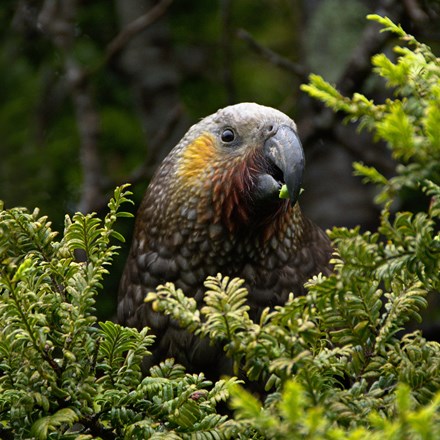 Kaka/native parrot peeking out of bush with a piece of in vegetation in between beak
