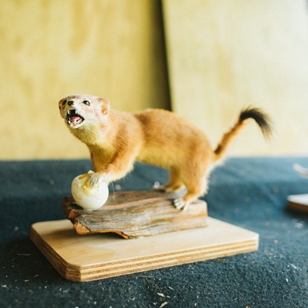 Taxidermy of stoat standing over native bird egg 
