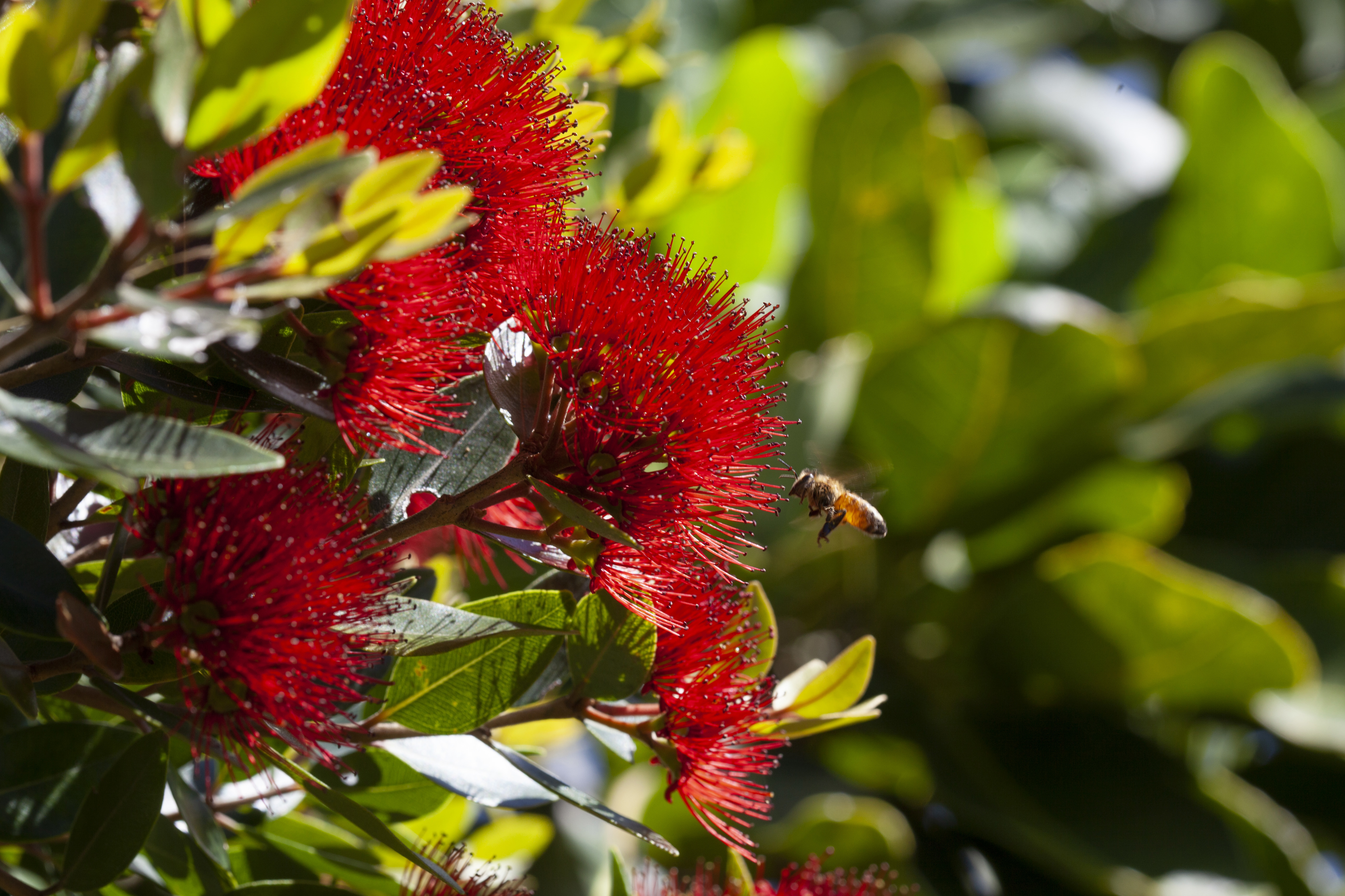 pohutakawa and bee