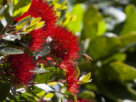 pohutakawa and bee