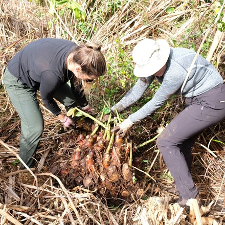 Two woman pulling out wild ginger weeds from planting site