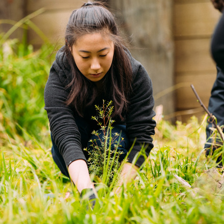 Person with rolled up sleeves planting native plant
