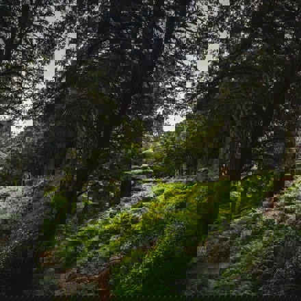 Native New Zealand bush 