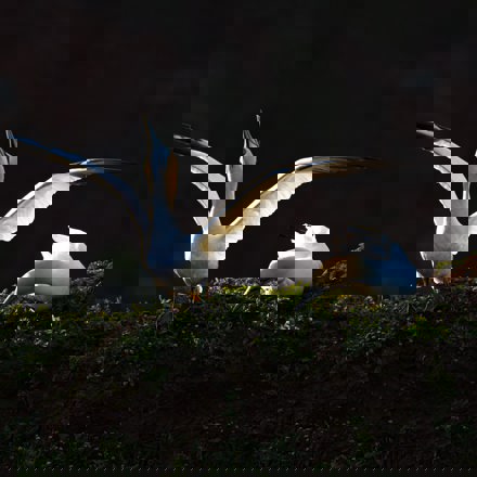 Gannet with wings outstretched next to other gannet