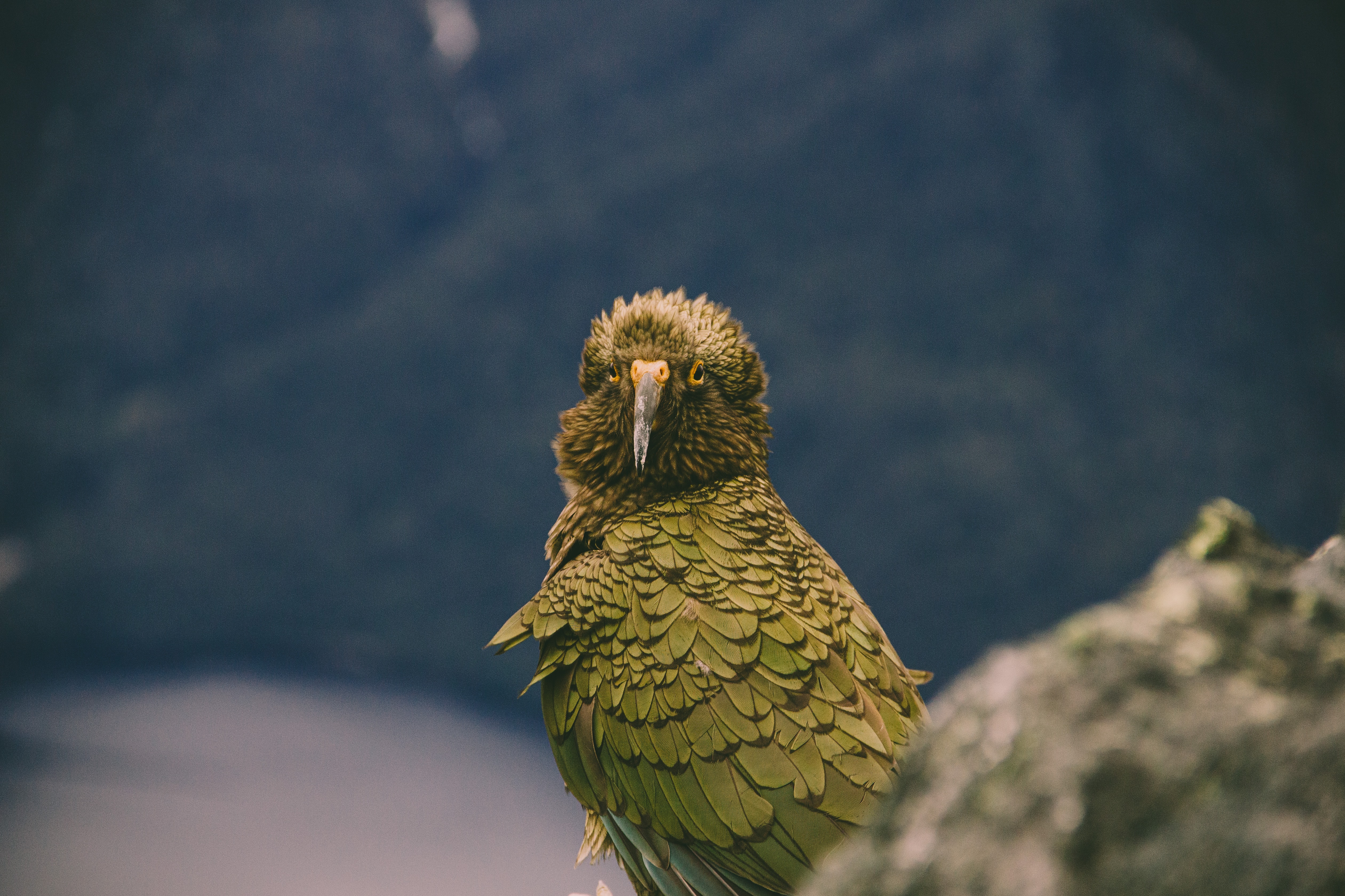Kea bird looking into camera 