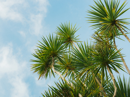 Ti Kouka/Cabbage Tree against blue sky
