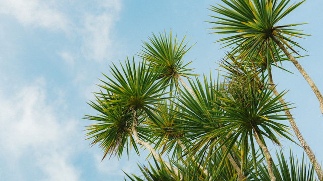 Ti Kouka/Cabbage Tree against blue sky