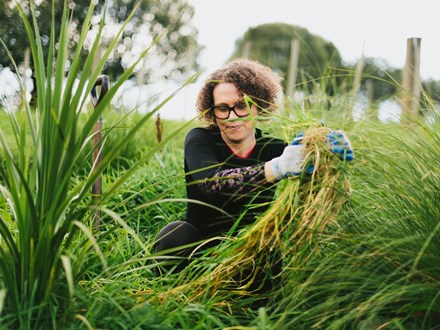 Person pulling grass weeds away from native plant 