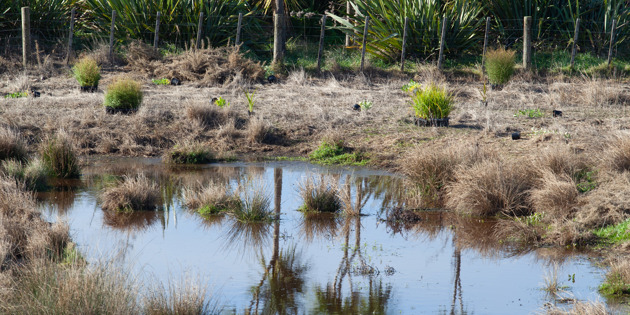 Puhinui wetlands