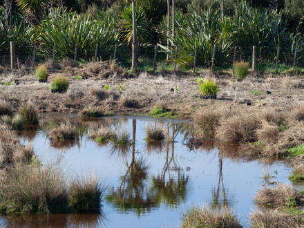 Puhinui wetlands