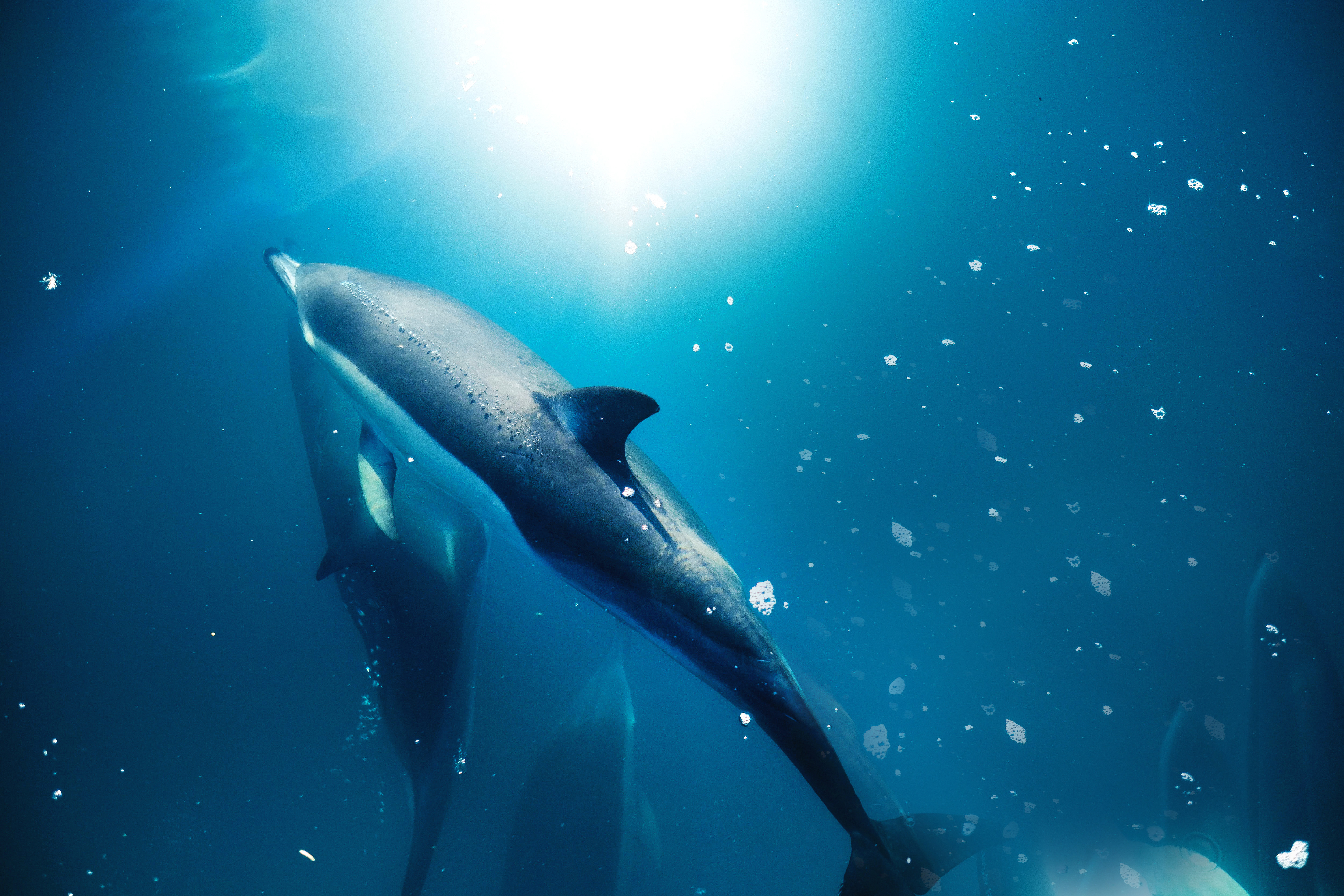 Common dolphins swimming