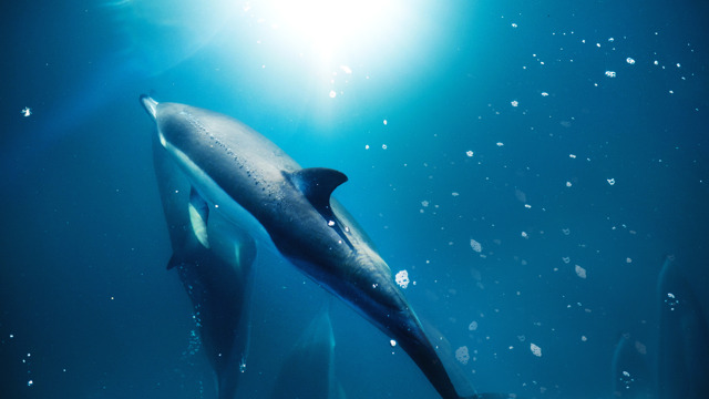 Common dolphins swimming
