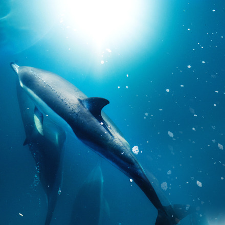 Common dolphins swimming