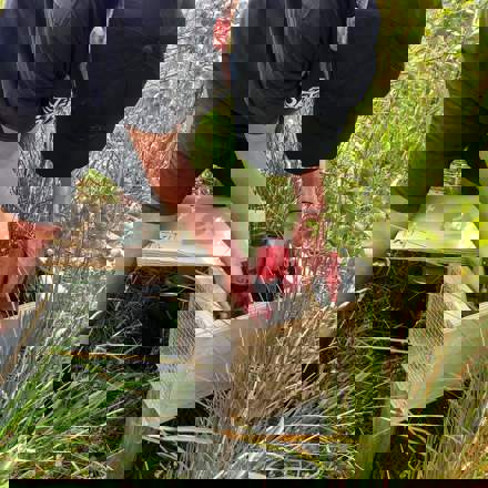 Person using drill to put together a wooden rat trap