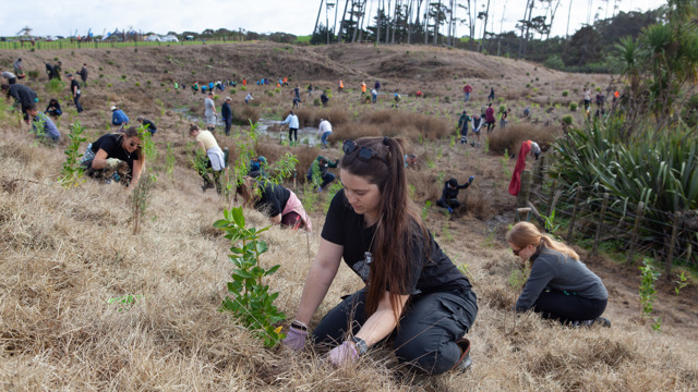 Woman plants seedling among a crowd of planting day volunteers