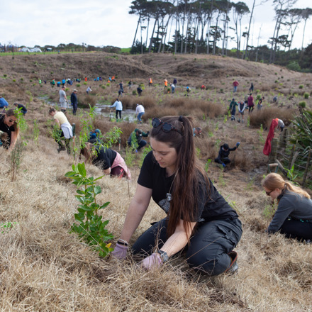 Woman plants seedling among a crowd of planting day volunteers
