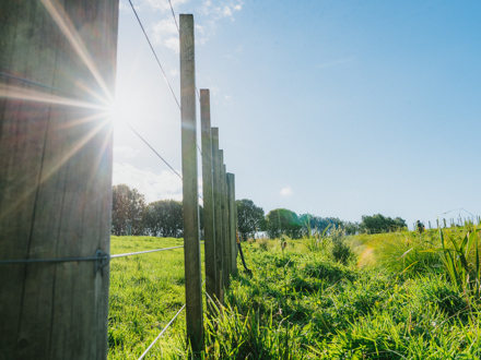 Batten and wire fence with native plantings against a blue sky