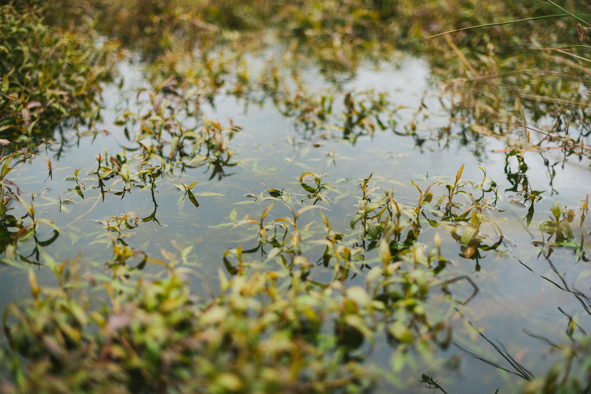 Close up of aquatic vegetation in water