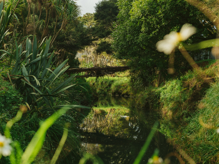 Reflections of native bush on stream