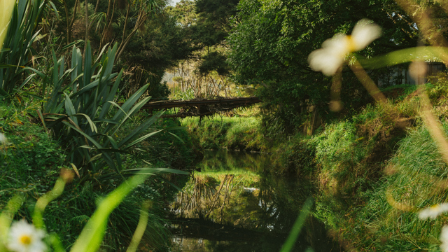 Reflections of native bush on stream