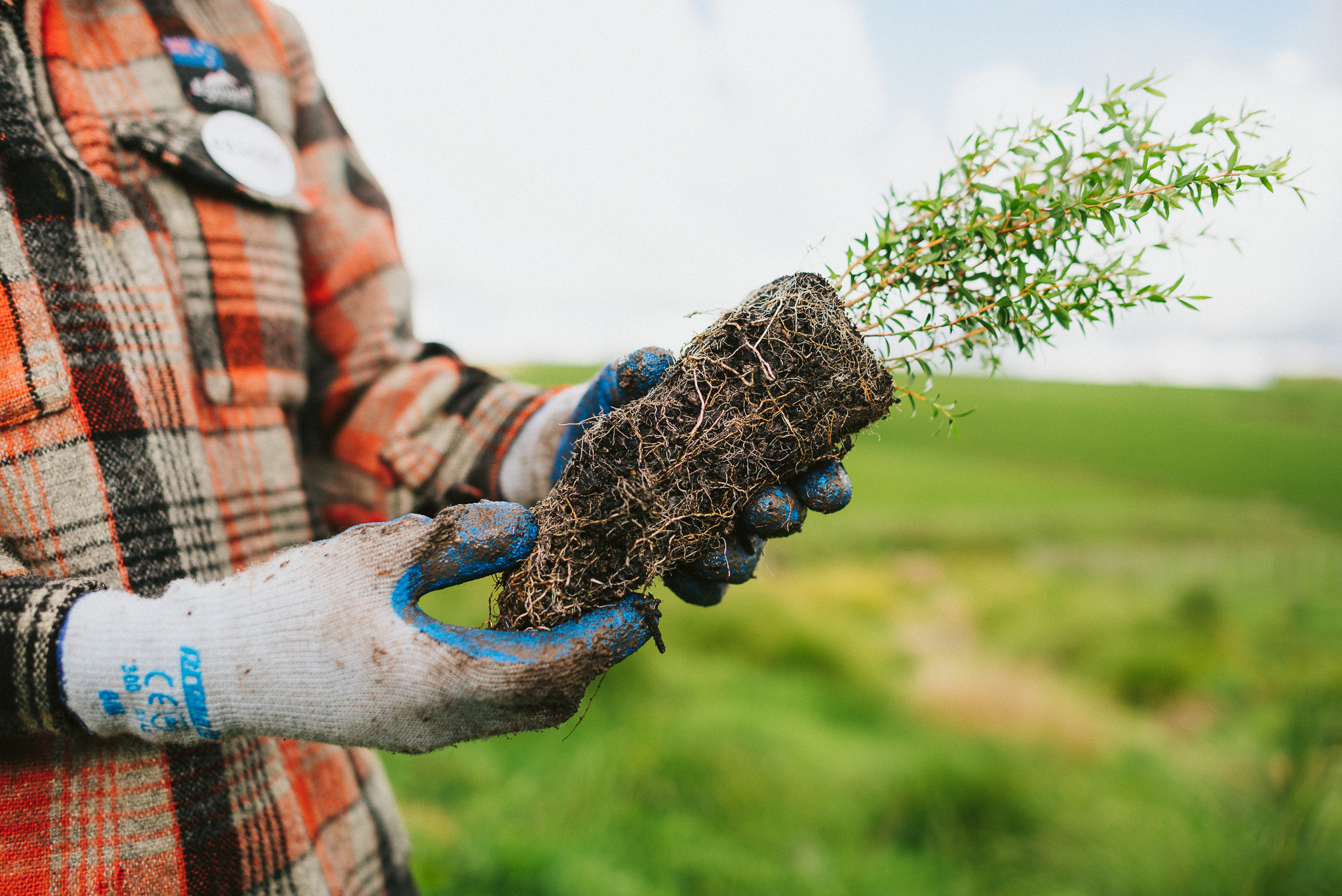 Person in gloves holding up Manuka seedling