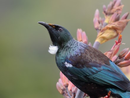 Close up of Tui bird sitting in front of Harakeke flower