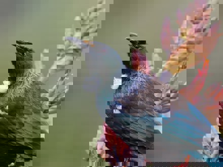 Close up of Tui bird sitting in front of Harakeke flower