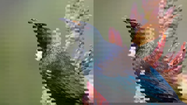 Close up of Tui bird sitting in front of Harakeke flower