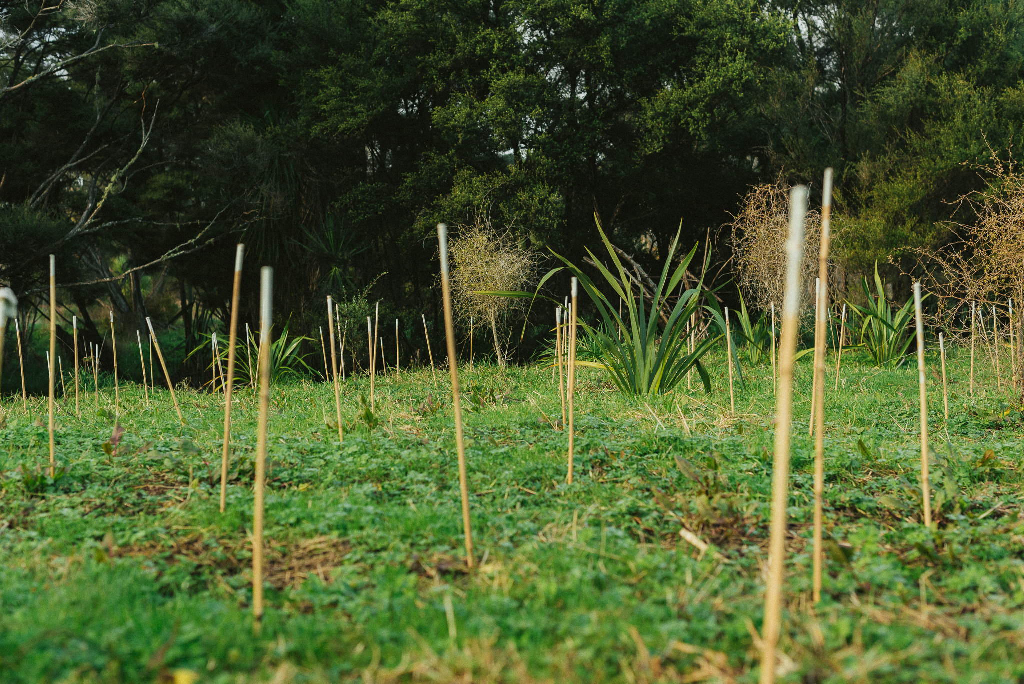 Stakes in ground showing location of new plantings with larger flax in background