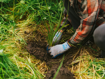 Person in gloves planting native plant 