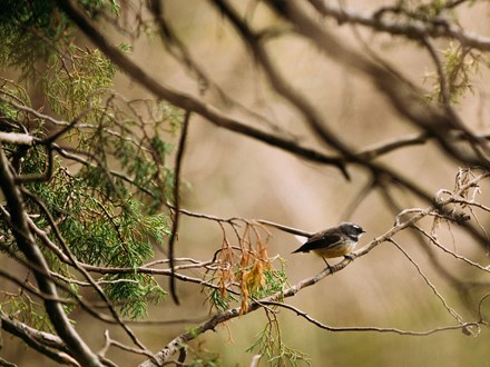 Piwakawaka / Fantail on branch with blurred background