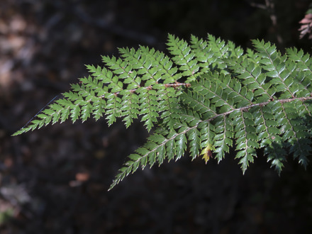 Close up of fern frond