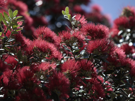 Pohutukawa flowers