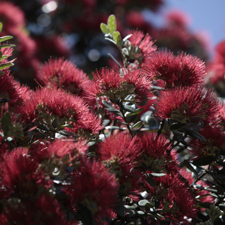 Pohutukawa flowers