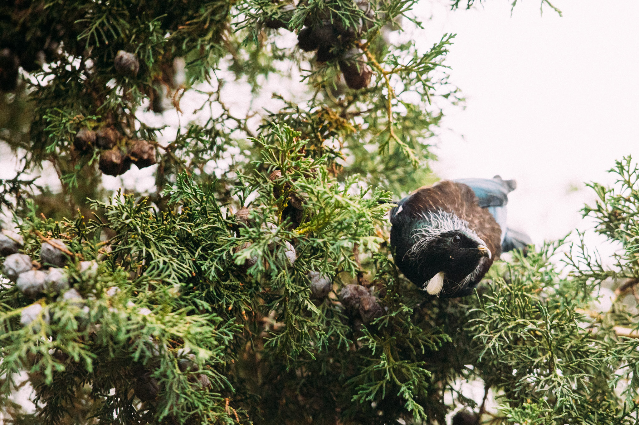 Tui bird in tree 