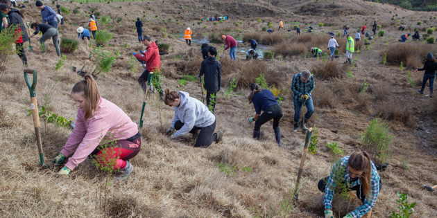 volunteers tree planting