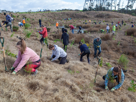 volunteers tree planting